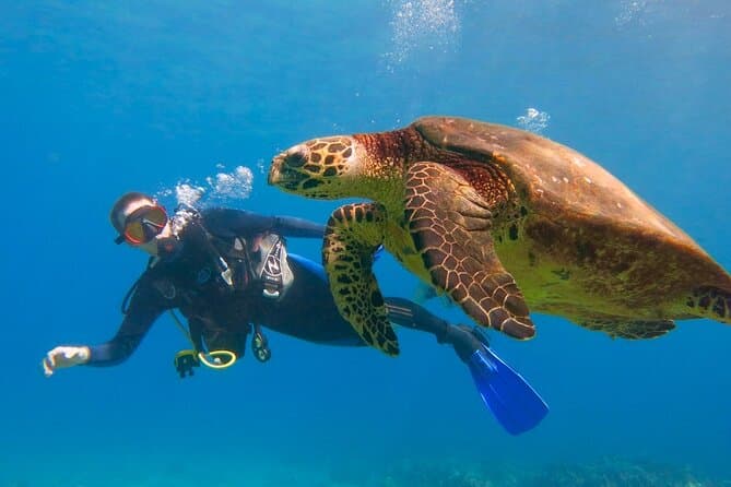 Top-Tauchplätze mit dem Similan Tauchcenter: Ein Abenteuer von Khaolakexplorer