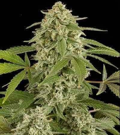 Critical Rapido Auto: Schnell und stark, ein Wettlauf zur Cannabis-Zufriedenheit