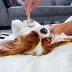 Professionelle Senioren-, Kinder- und Tierbetreuung: Finden Sie Ihren Idealbetreuer