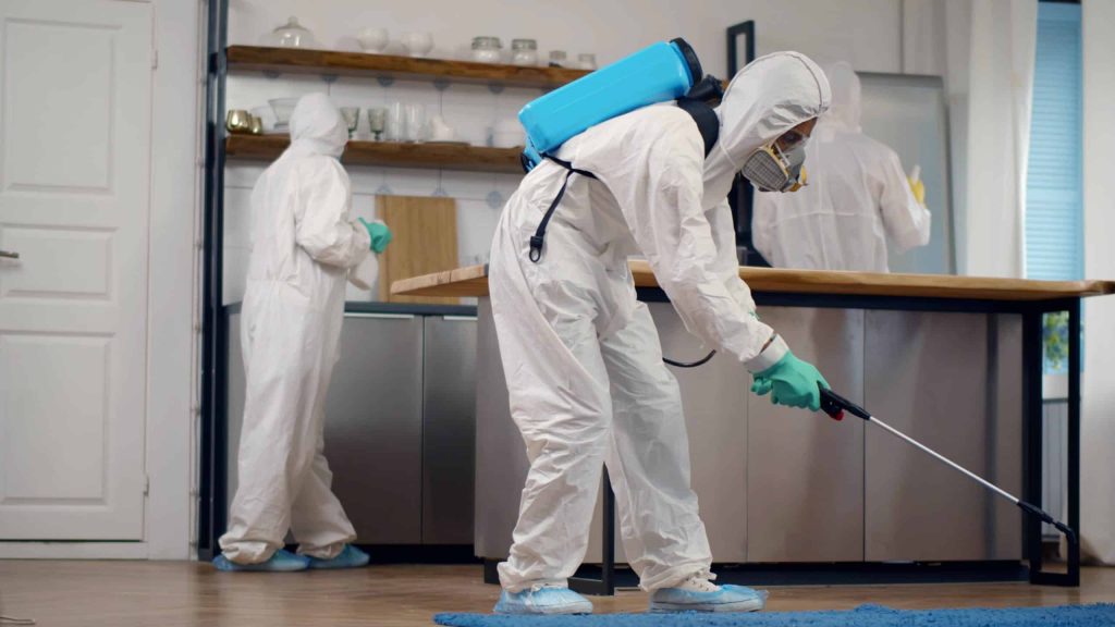 Kammerjäger in der Nähe: Kompetente Hilfe für ein sicheres und sauberes Zuhause