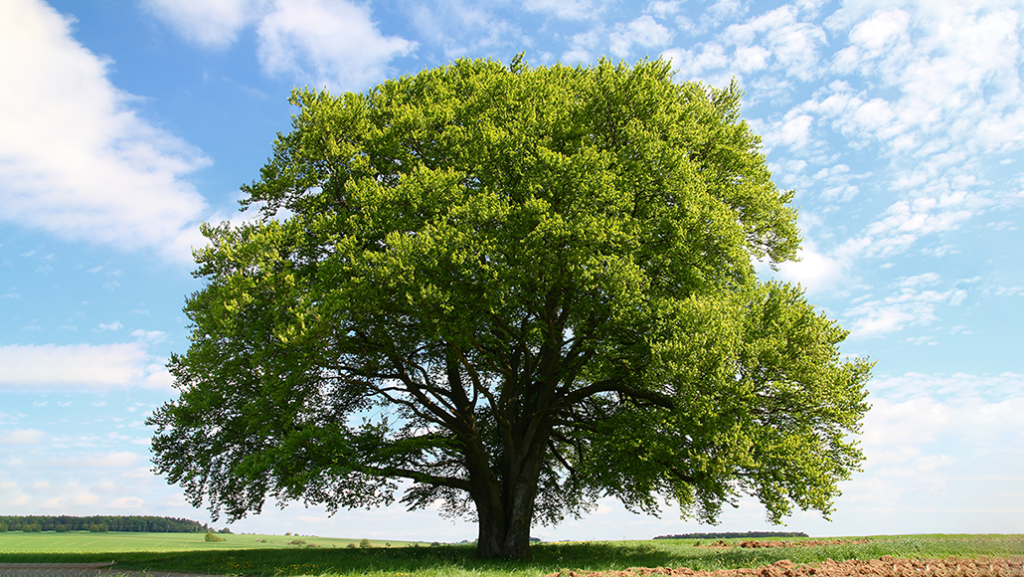 Immergrüne Kugelbäume als Sichtschutz: Natürliche Privatsphäre das ganze Jahr